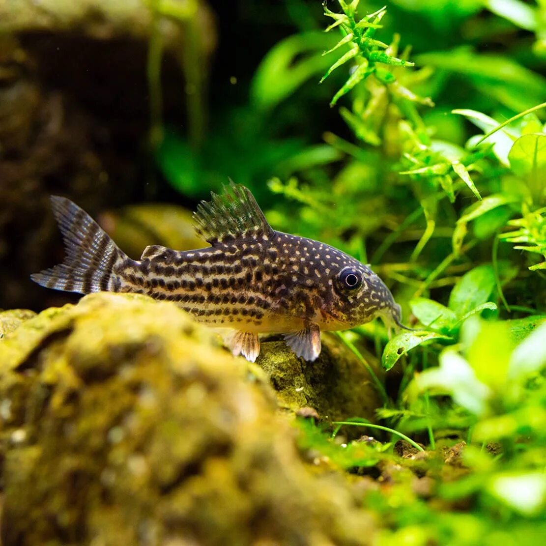 Коридорасы виды. Рыбка коридорас Штерба. Коридорас Штерба Corydoras sterbai. Аквариумная рыбка коридорас Штерба. Коридорас крапчатый.