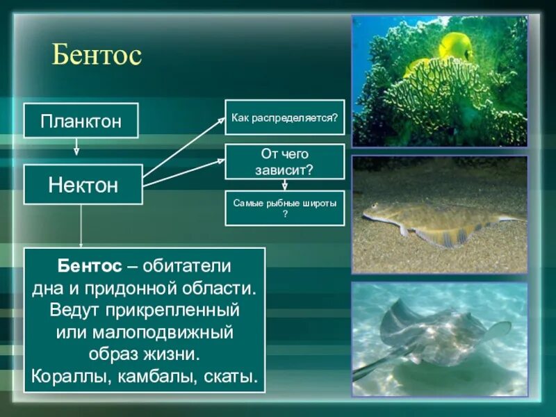 Краткий пересказ параграфа водная среда обитания. Планктон Нектон Нейстон. Планктон Нектон бентос. Экологические группы бентос. Обитатели планктона нектона и бентоса.