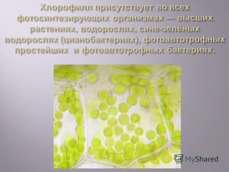 Хлорофилл в клетках растения. Какие бактерии содержат хлорофилл. Бактерии содержащие хлорофилл. Пигмент хлорофилл фотосинтез. Пигменты фотосинтезирующих бактерий.