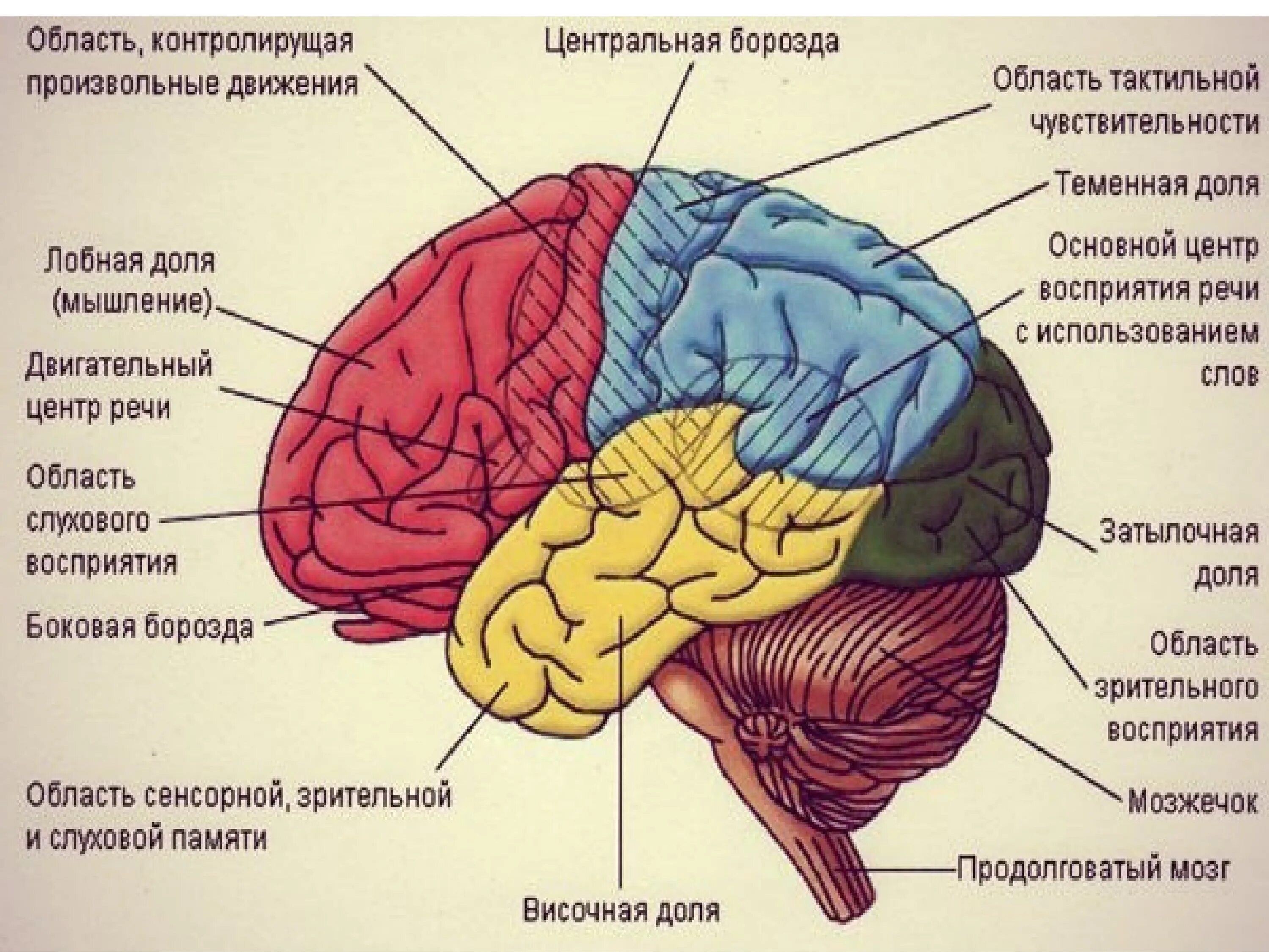 Ассоциативные зоны коры больших. Ассоциативные зоны головного мозга. Ассоциативные области коры больших полушарий. Центры долей мозга. Ассоциативные области коры большого мозга..