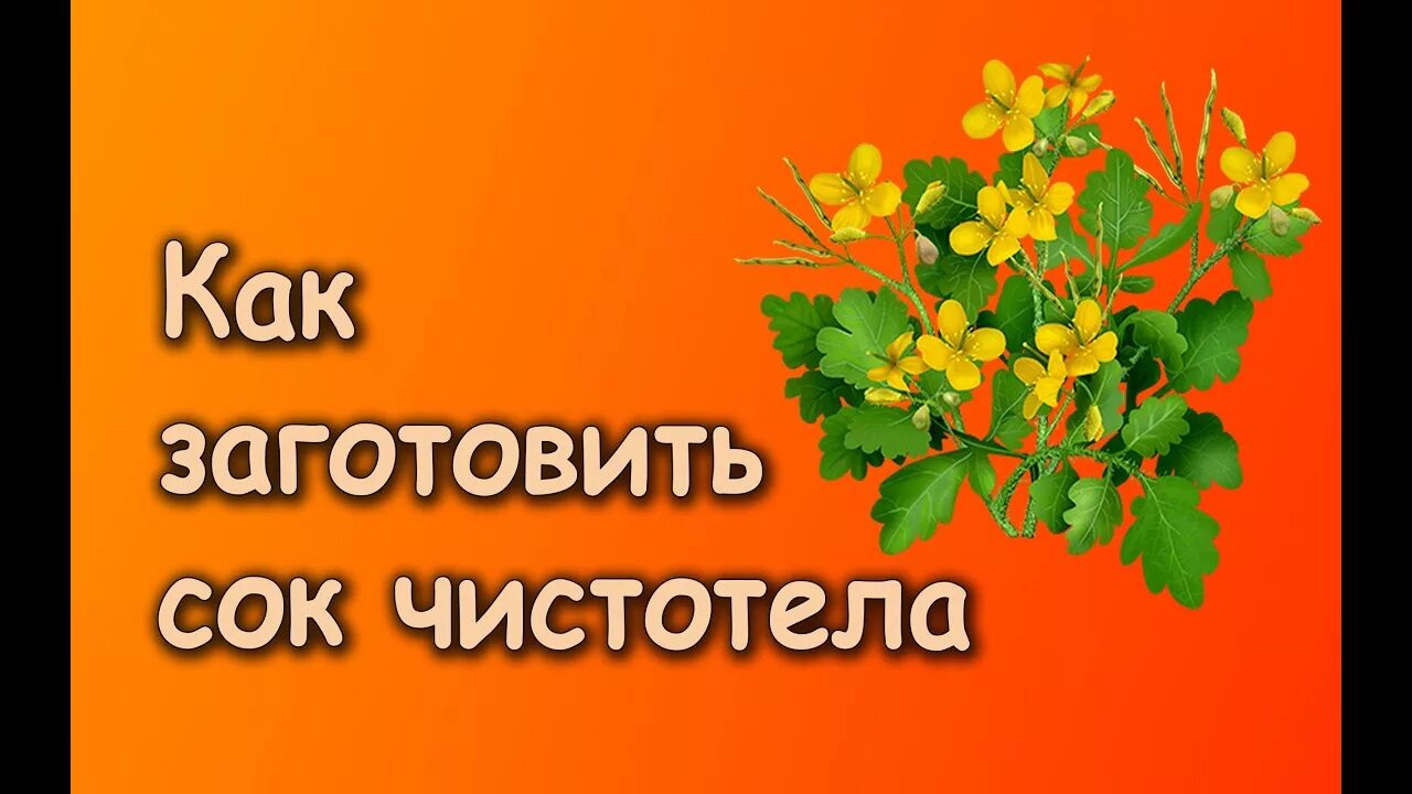 Заготавливаем чистотел. Сок чистотела. Как заготовить сок чистотела. Чистотел как заготовить сок чистотела. Сок чистотела АЛИЭКСПРЕСС.