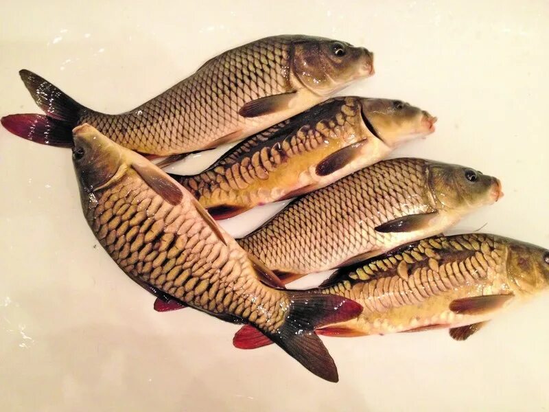 подвиды карпа. карп виды фото. карп виды фото. разновидности карпов. карп виды.