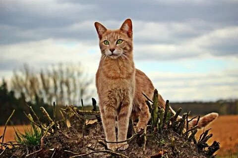 Tall cat