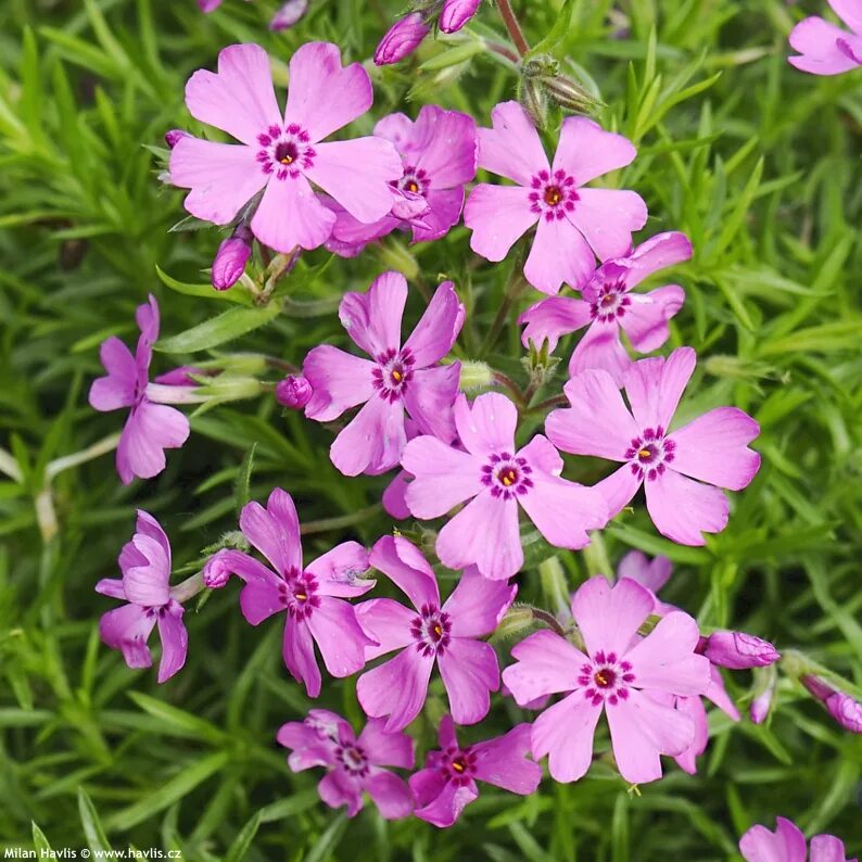 Флоксы корневища. Флокс шиловидный fabulous Rose. Флокс шиловидный (Phlox subulata). Флокс Фабулос Роуз. Флокс шиловидный Scarlet Flame.