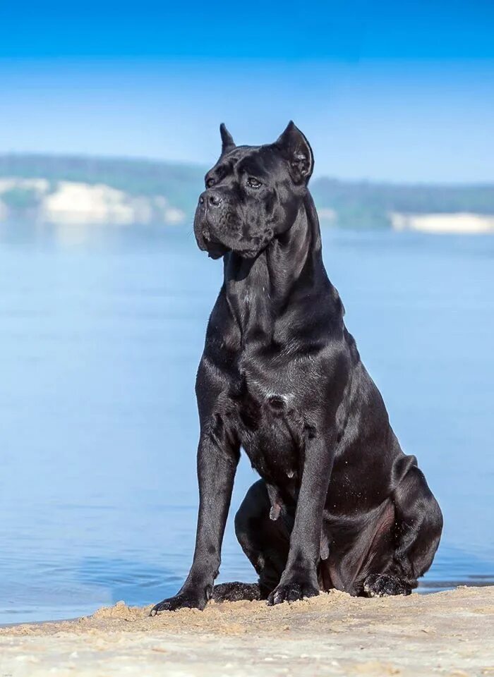 Большая черная собака. Кане Корсо. Кане Корсо собака. Кане Корсо Корсо. Кане Корсо итальяно.