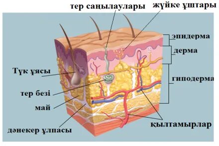 Жыныстық түтік онлайн оргазмы бар кеуделі балапандары HD сапасы