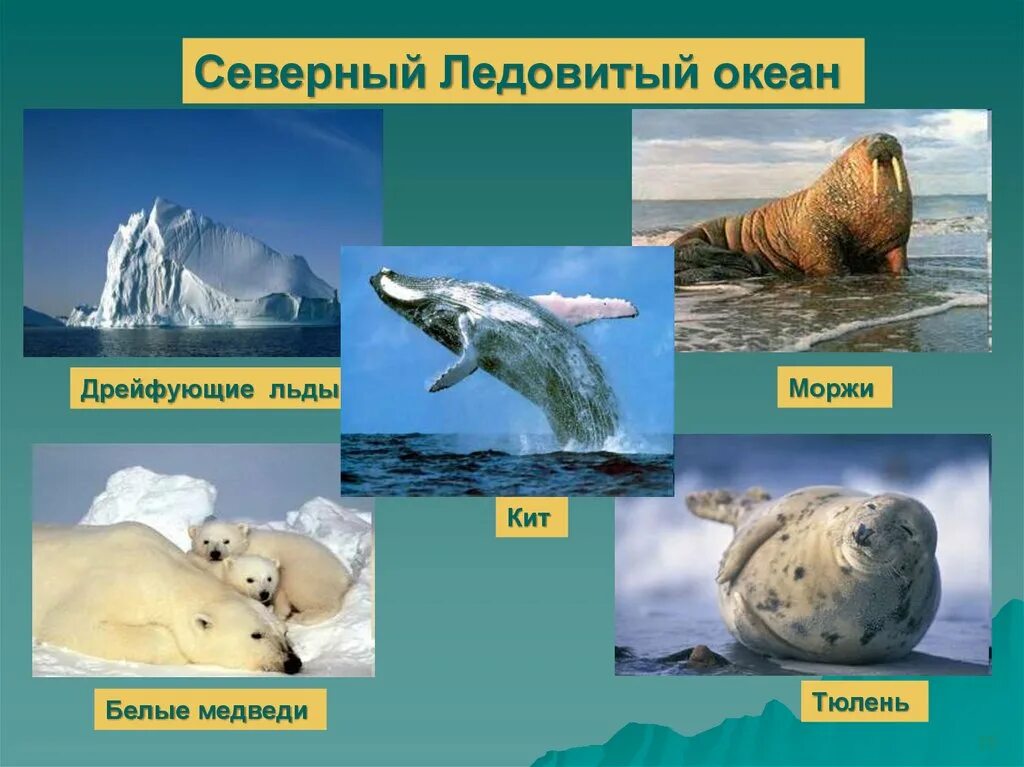 Растительный и животный мир Северного Ледовитого океана. Кто живет в Северном Ледовитом океане. Кто обитает в Северном Ледовитом океане. Животные Северного Ледовитого океана.
