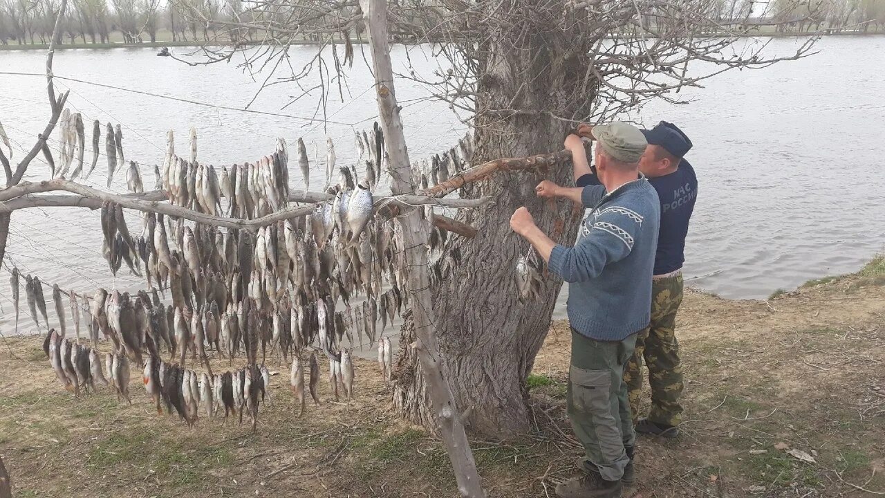 Ловля воблы в Астрахани весной. Ловля воблы в Астрахани в апреле. Рыбалка Володарский район Астраханской области. Река Бузан Астрахань рыбалка. Лов воблы в астраханской области