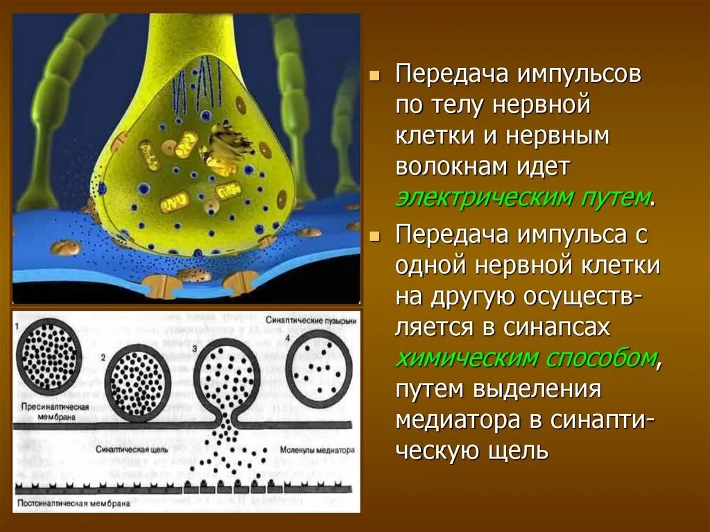 Передача импульса. Нервные клетки черного вещества выделяют нейромедиатор. Передача импульсов волокна. Передача импульсов в гидре.