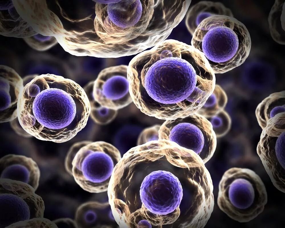 1 стволовые клетки. Клеточная биология: стволовые клетки человека. Гемопоэтические стволовые клетки под микроскопом. Клонирование клеток. Что такое стволовые клетки в организме.