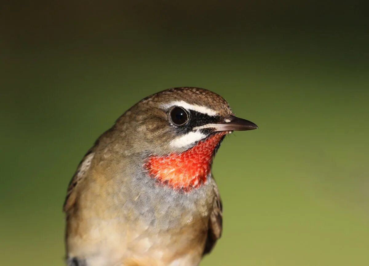 Соловей красношейка птенец. Соловей красношейка. Соловей красношейка. Соловей-красношейка luscinia calliope. Соловей красношейка пение.