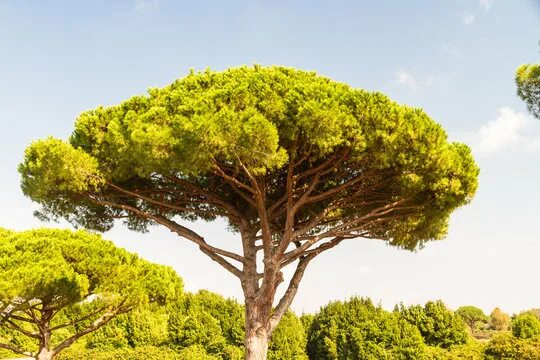 Пиния дерево фото umbrella pines Pinus pinea Paul Asman and Jill Lenoble Flickr