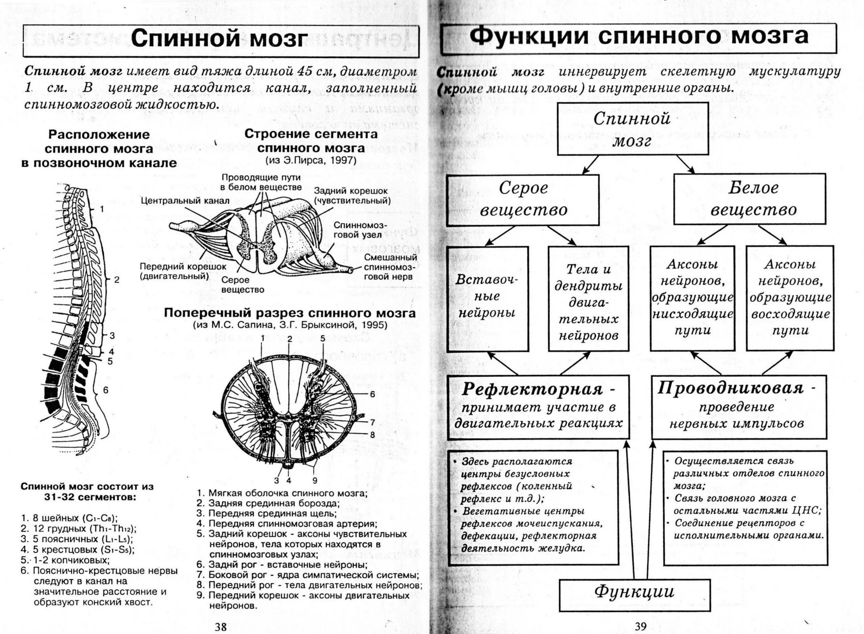 Биология таблица строение и функции спинного мозга. Функции структур спинного мозга таблица. Спинной мозг таблица отдел строение функции. Строение спинного мозга человека таблица.