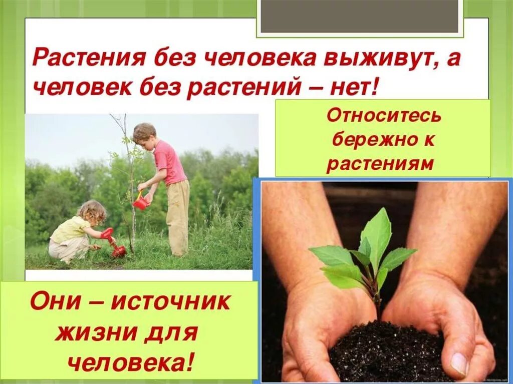 Берегите растения. Защита растений в природе. Охрана природы растений. Бережное отношение к растениям.