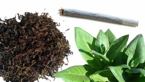 Tobacco club