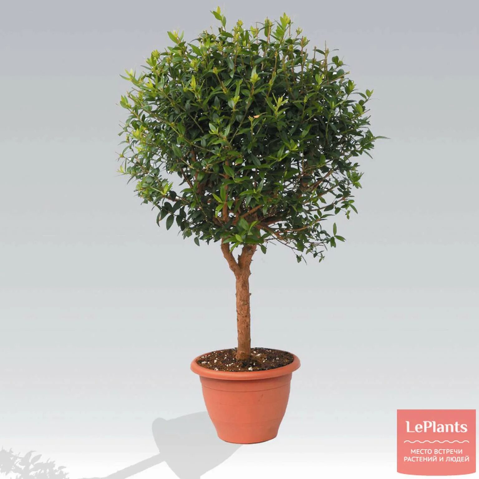 Мирт дерево. Мирт широколистный комнатный. Мирт штамбовый. Мирт крупнолистный вариегатный. Мирт обыкновенный растение.