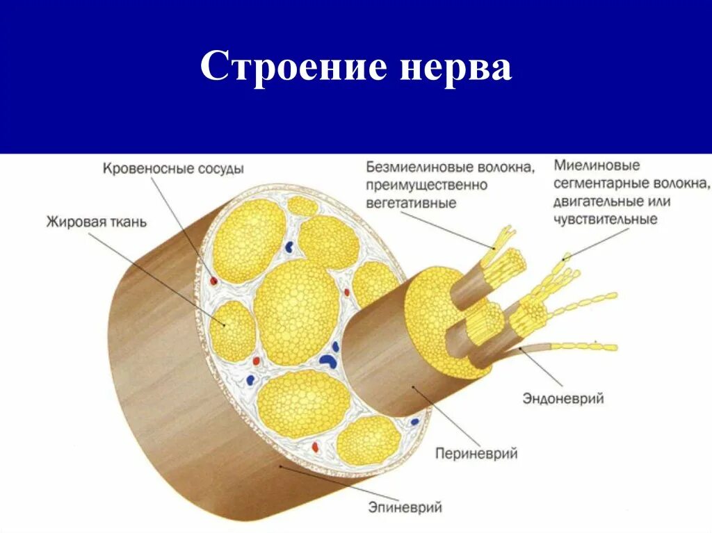 Строение нерва рисунок. Схема строения периферического нерва. Строение нерва на поперечном разрезе. Строение периферических нервных волокон. Внутриствольное строение периферических нервов.