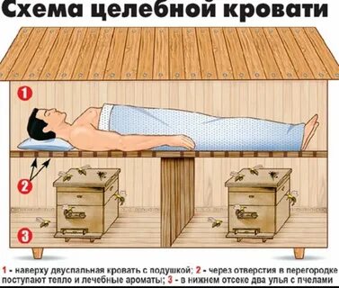 Сон на пчелах