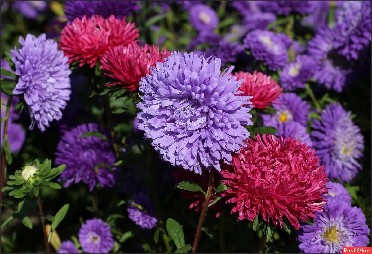 Астры петит. Включи астру. Хризантема гилберт пурпл. Биологическая особенность астры. Включи астру.