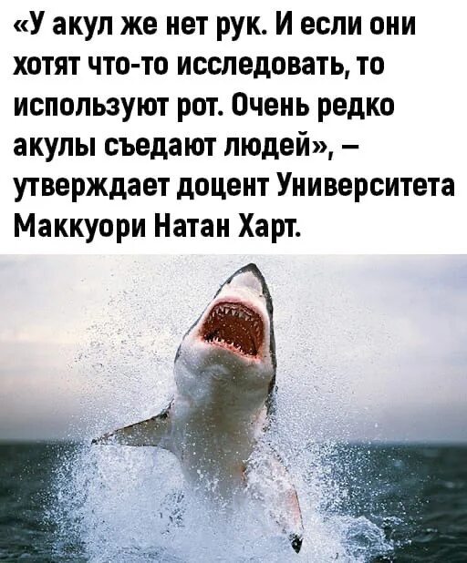 Очень нравятся акулы психология. Кого боятся акулы. Почему акулы боятся пузырей