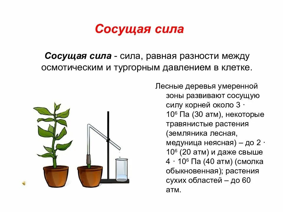 У какого растения корневое давление сильнее. Корневое давление и транспирация. Корневое давление у растений.
