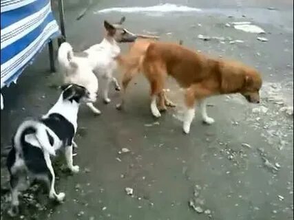 Спаривание собак видео
