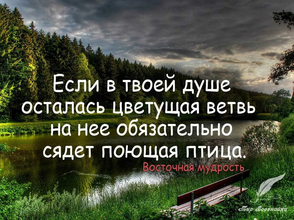 Мудрые высказывания о жизни. Мудрые цитаты. Восточные цитаты. Восточная мудрость цитаты. Мудрые восточные высказывания.