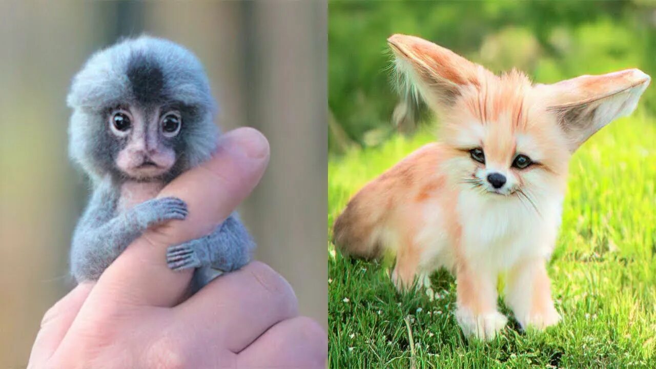Exotic animals pets. Exotic animals as Pets. Cute exotic. Animals you haven't seen as Babies. Animals you never seen as Babies.
