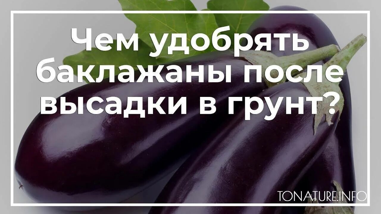 Подкормка рассады баклажан в домашних. Удобрение для баклажан. Чем подкормить баклажаны. Баклажаны в грунте. Когда и чем подкармливать баклажаны!.