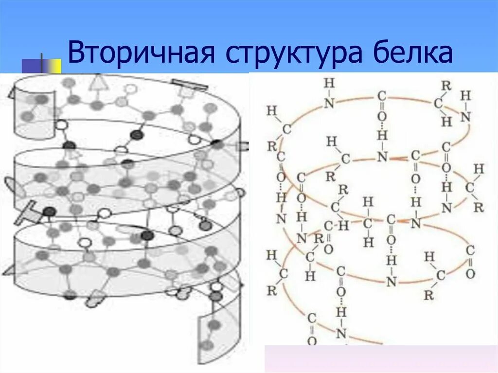 Вторичный белок примеры. Вторичная структура белка структура белка. Альфа спираль вторичной структуры. Бета спираль вторичной структуры белка. Бета слой вторичной структуры белка.