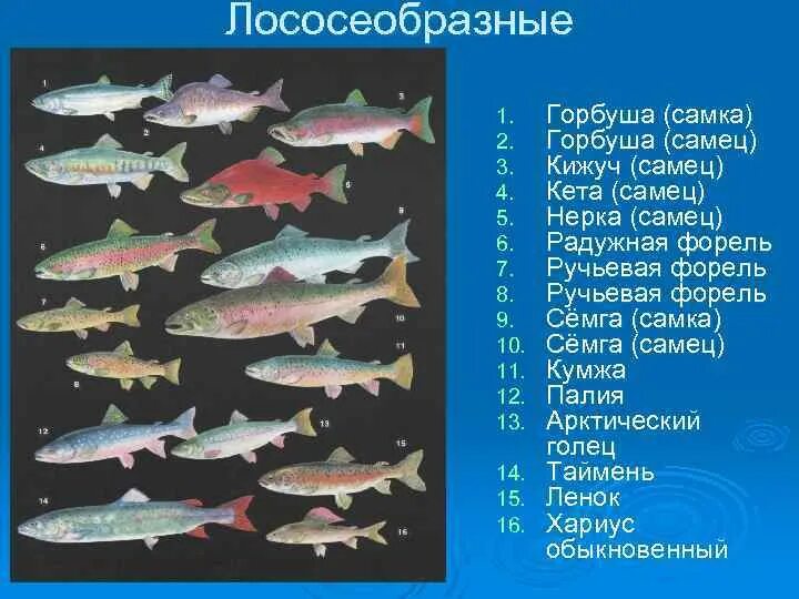 Класс костные рыбы отряд Лососеобразные. Отряд Лососеобразные таблица. Систематика рыб Лососеобразные. Представители отряда рыб Лососеобразные