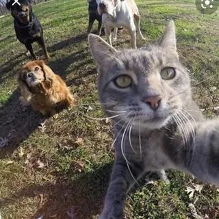 Кошек снимается