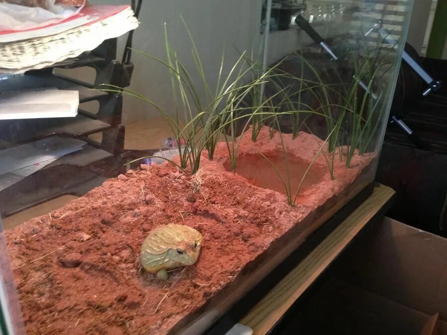 Террариум для травяной лягушки. Террариумы для лягушек для рогатки. Террариум для лягушек. Террариум для прудовой лягушки. Лягушка рогатка кранвелла albino.