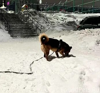Собаки мурманск