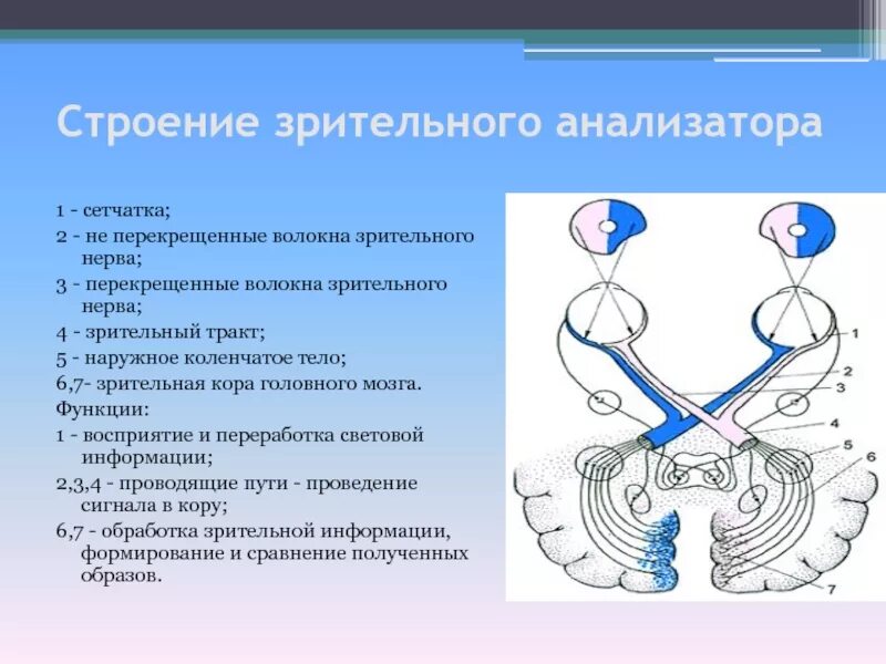 Структуры глаза зрительный нерв. Зрительный анализатор строение и функции анатомия. Строение зрительного анализатора. Зрительный анализатор Перекрест. Зрительный нерв строение и функции.