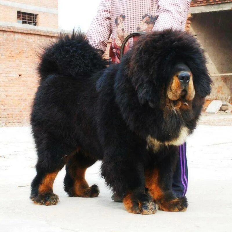 Фото больших тибетского мастифа. Мастиф тибетский мастиф. Тибетский мастиф тибетский мастиф. Тибетский мастиф взрослый. Тибетский мастиф взрослая собака.