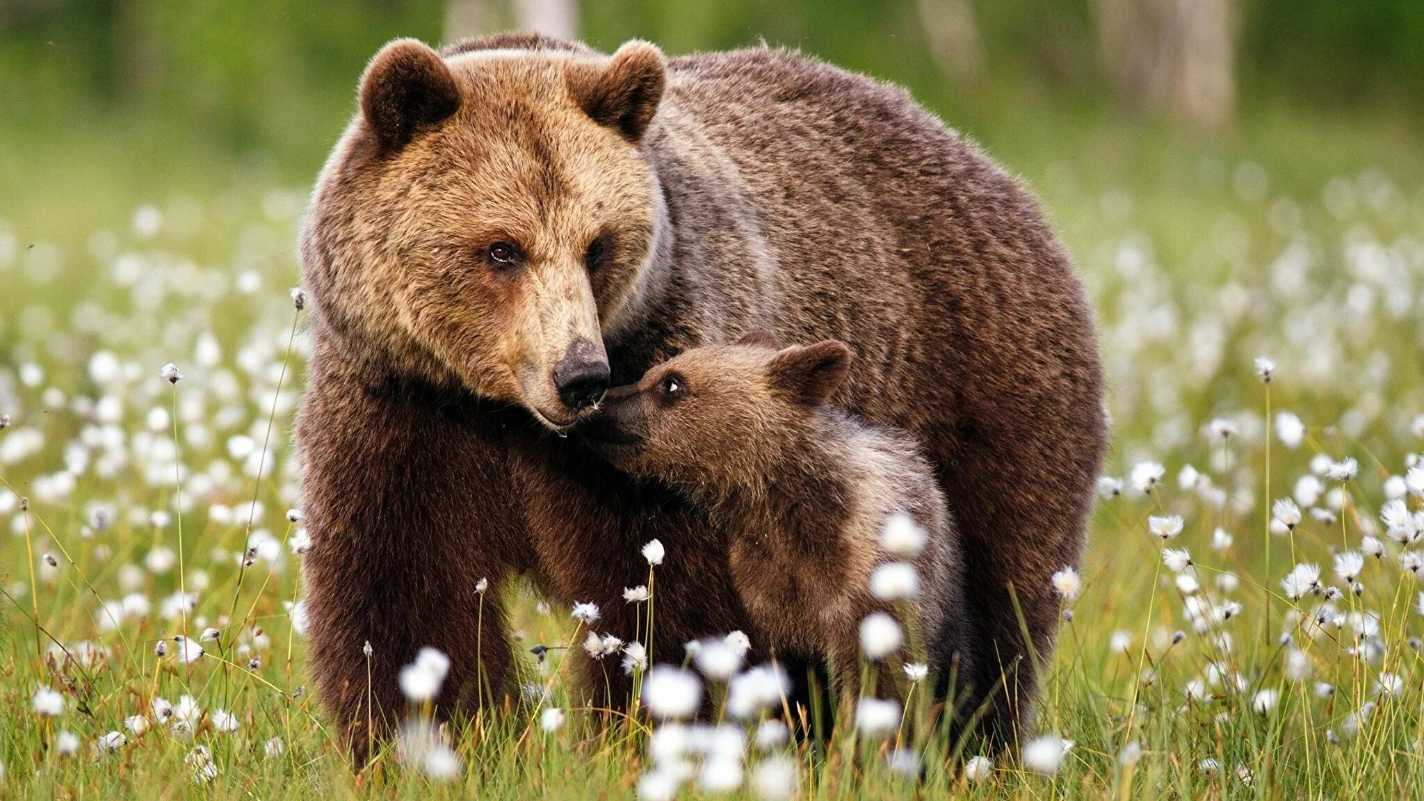 Мама аю. Мама аю