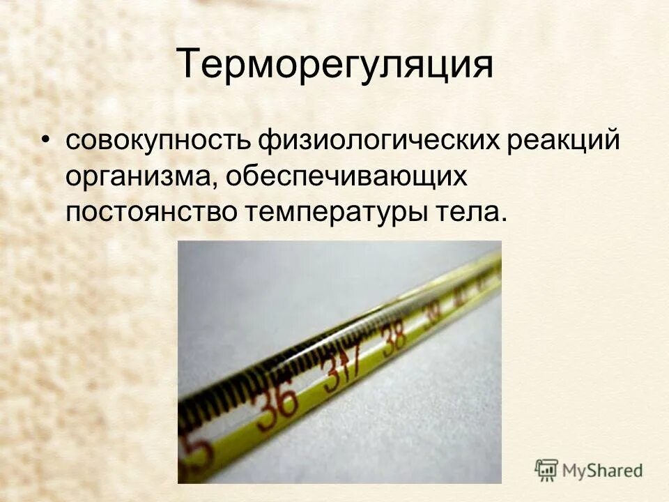 Роль кожи в терморегуляции 8 класс биология. Терморегуляция структура организма. Участие кожи в терморегуляции. Роль кожи в терморегуляции организма