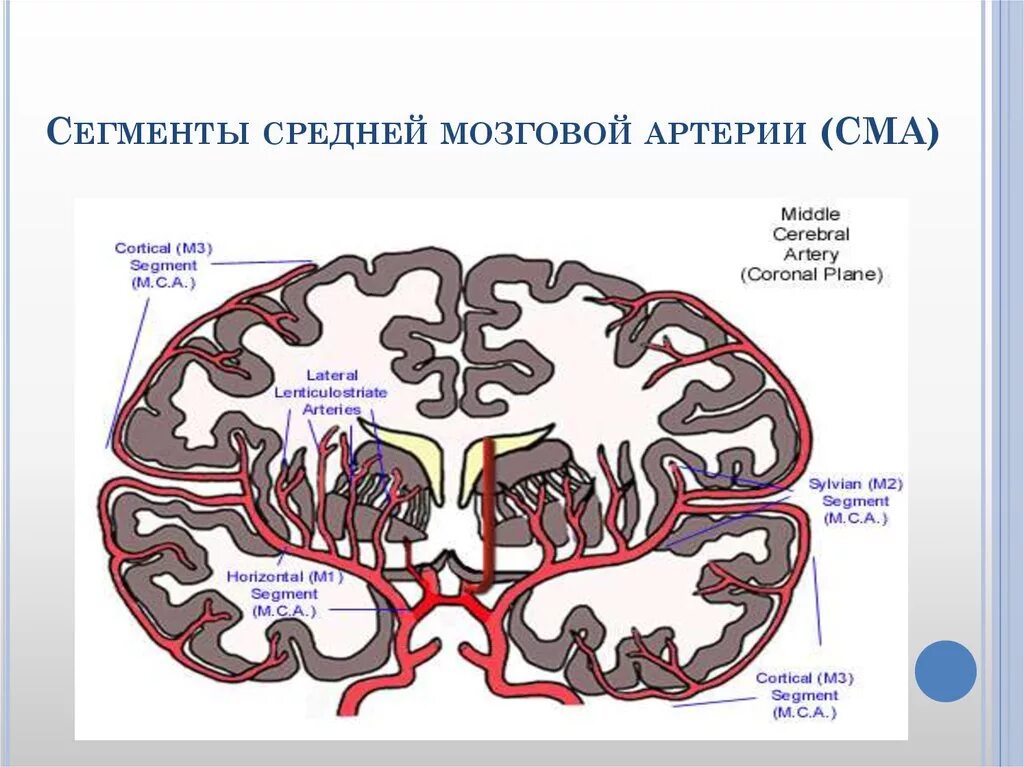 Сегменты средней мозговой артерии на кт. М1 сегмент средней мозговой артерии схема. Сегменты артерий головного мозга анатомия. М2 сегмент средней мозговой артерии.