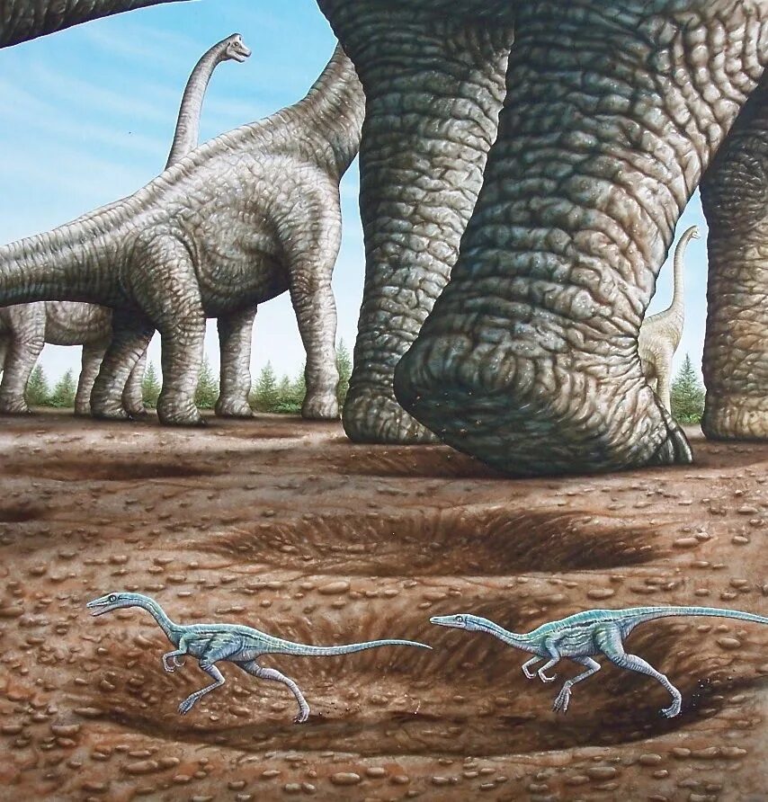 Динозавры развитие. Целофизис динозавр. Целофизис парк Юрского периода. Брахиозавр динозавр. Эволюция динозавров.
