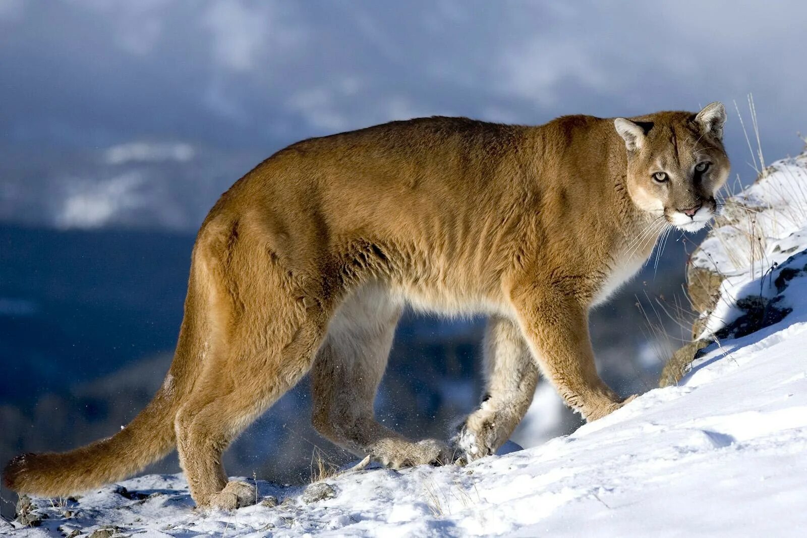 Канадская Пума. Североамериканская Пума. Пума (Puma concolor):. Кугуар горный Лев. Дикая природа доклад