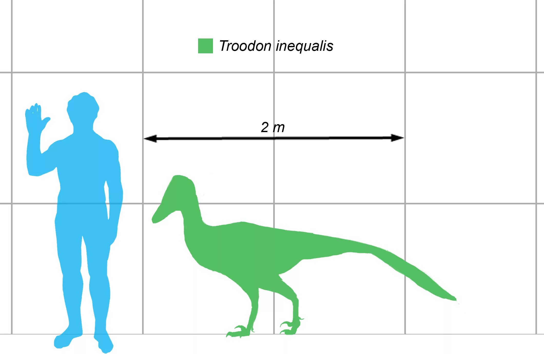 Сравнение динозавров. Стенонихозавр (Троодон). Дейноних динозавр Размеры. Дейноних размер с человеком. Динозавры по сравнению с человеком.