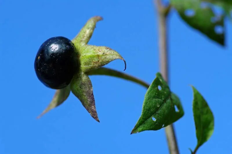 похититель 6 букв сканворд. тарихдан кроссворд. легкие кроссворды. сканворды газета. похититель 6 букв сканворд.