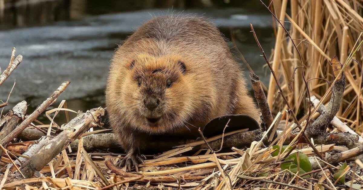 Канадский Бобр (Castor canadensis). Бобр Речной обыкновенный. Европейский Бобр. Североамериканский Бобр. Бобр на английском