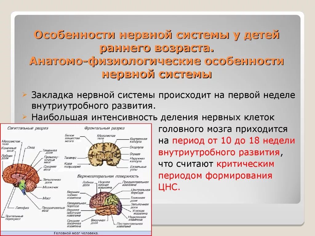 Сигнальная система головного мозга. Особенности нервной системы у детей. Анатомо-физиологические особенности нервной системы у детей. Афо нервной системы у детей. Анатоммя физиологический особенности нервный система у детей.