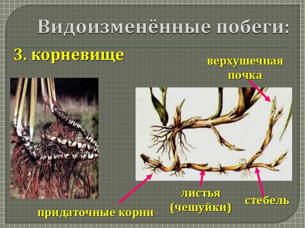 Видоизмененные листья чешуйки