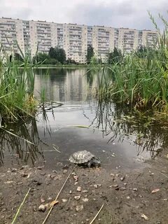 Найди пруд