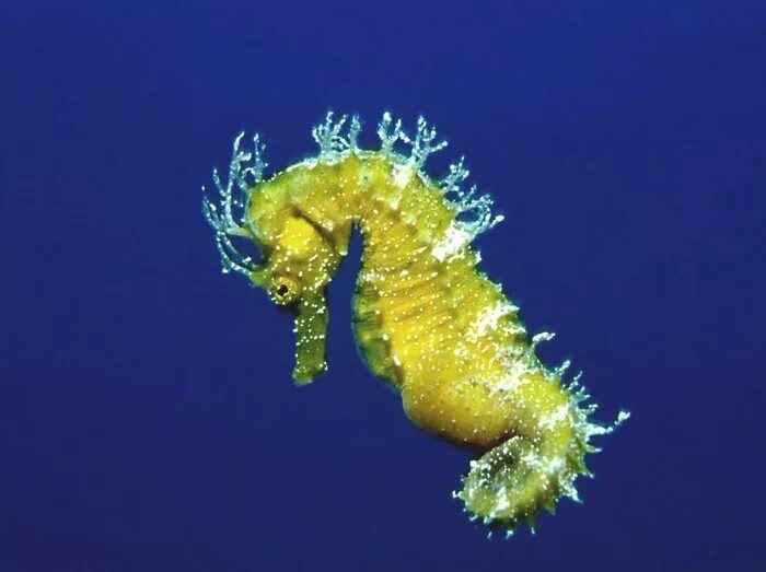 Рыба морской конек. Hippocampus ramulosus. Hippocampus guttulatus. Большебрюхий морской конек.