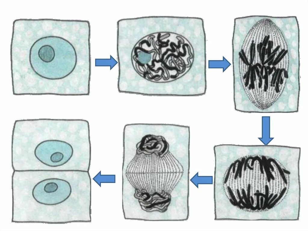 Процесс деления клетки растения. Деление растительной клетки схема. Этапы деления растительной клетки схема 5 класс биология. Схема деления растительной клетки 5 класс биология.