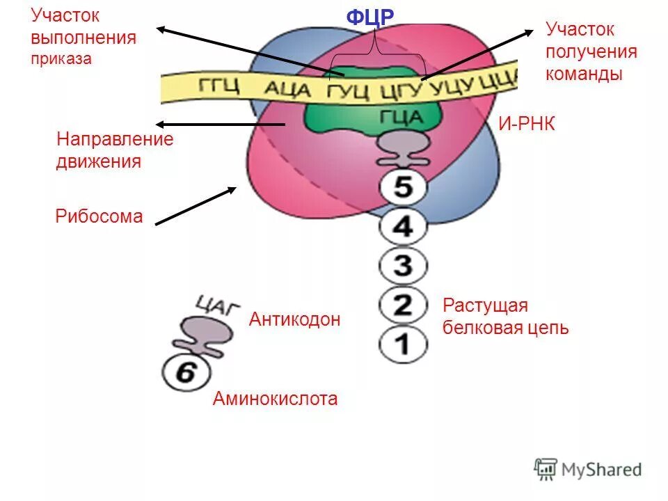 Строение рибосомы активные центры. Функционально активные центры рибосом. Функциональный центр рибосомы. Специфические участки рибосомы. Функциональные центры рибосом.